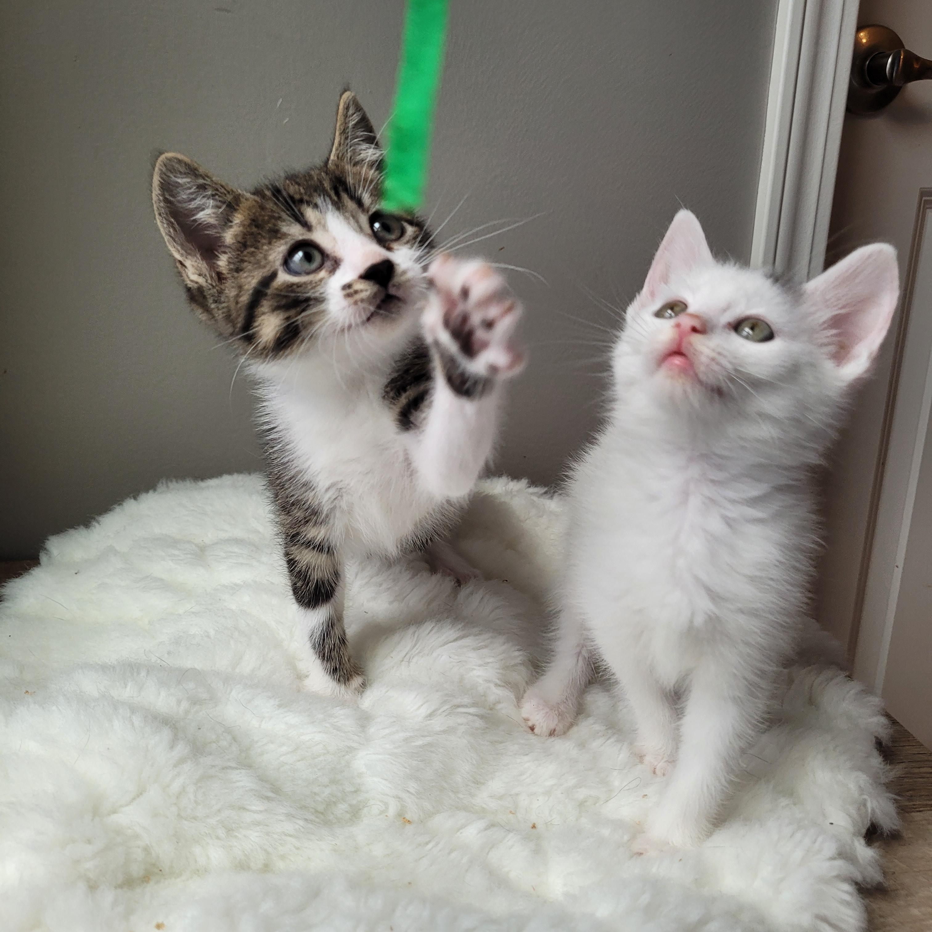Flurry & SnowCap, a Adoptable Domestic Short Hair in Whitestown, IN image 6/6