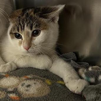 Enlarge Corn Pops, a Adoptable Domestic Short Hair in Charlottesville, VA image 1/3