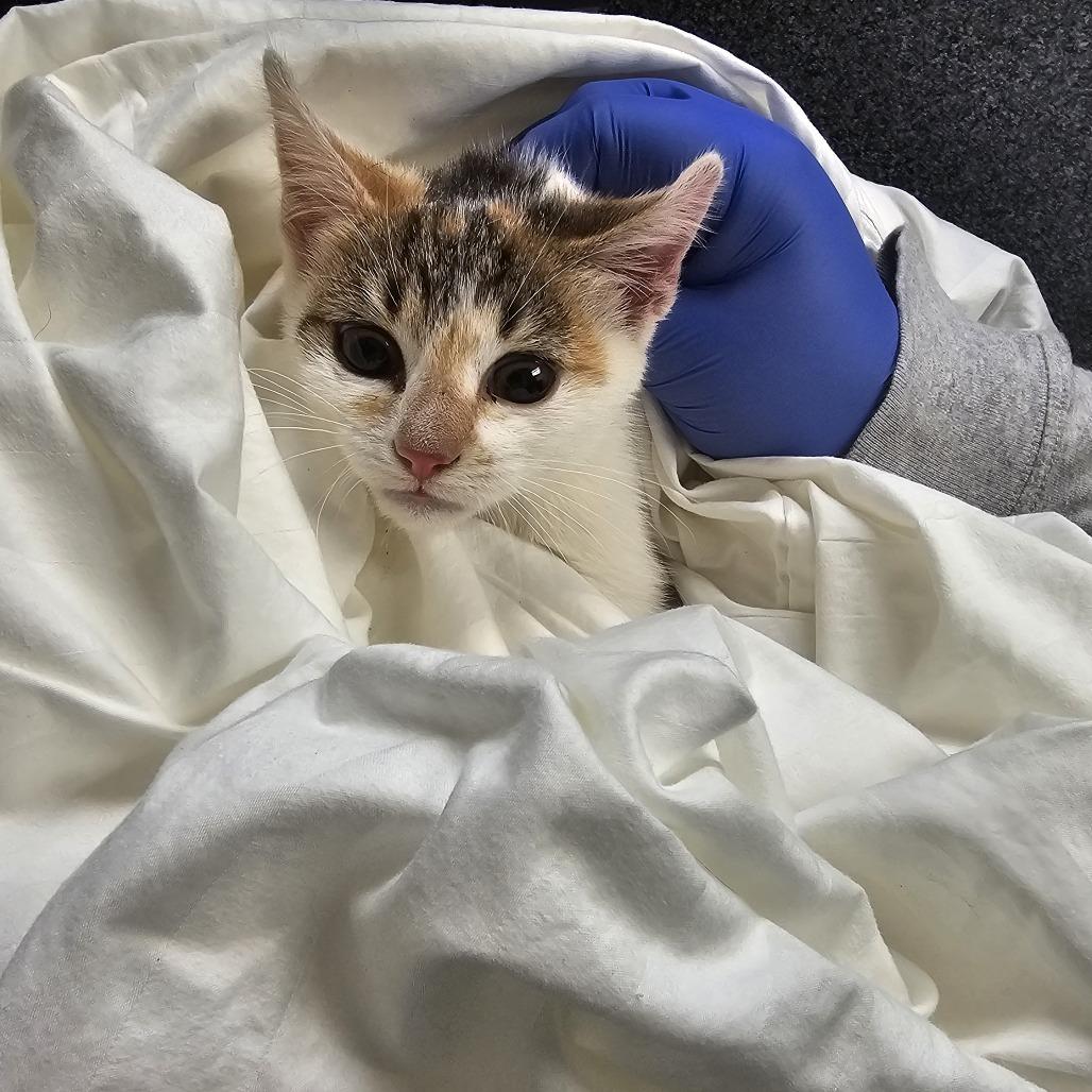 Enlarge Corn Pops, a Adoptable Domestic Short Hair in Charlottesville, VA image 2/3