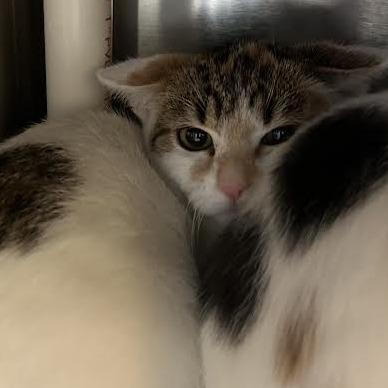 Enlarge Corn Pops, a Adoptable Domestic Short Hair in Charlottesville, VA image 3/3