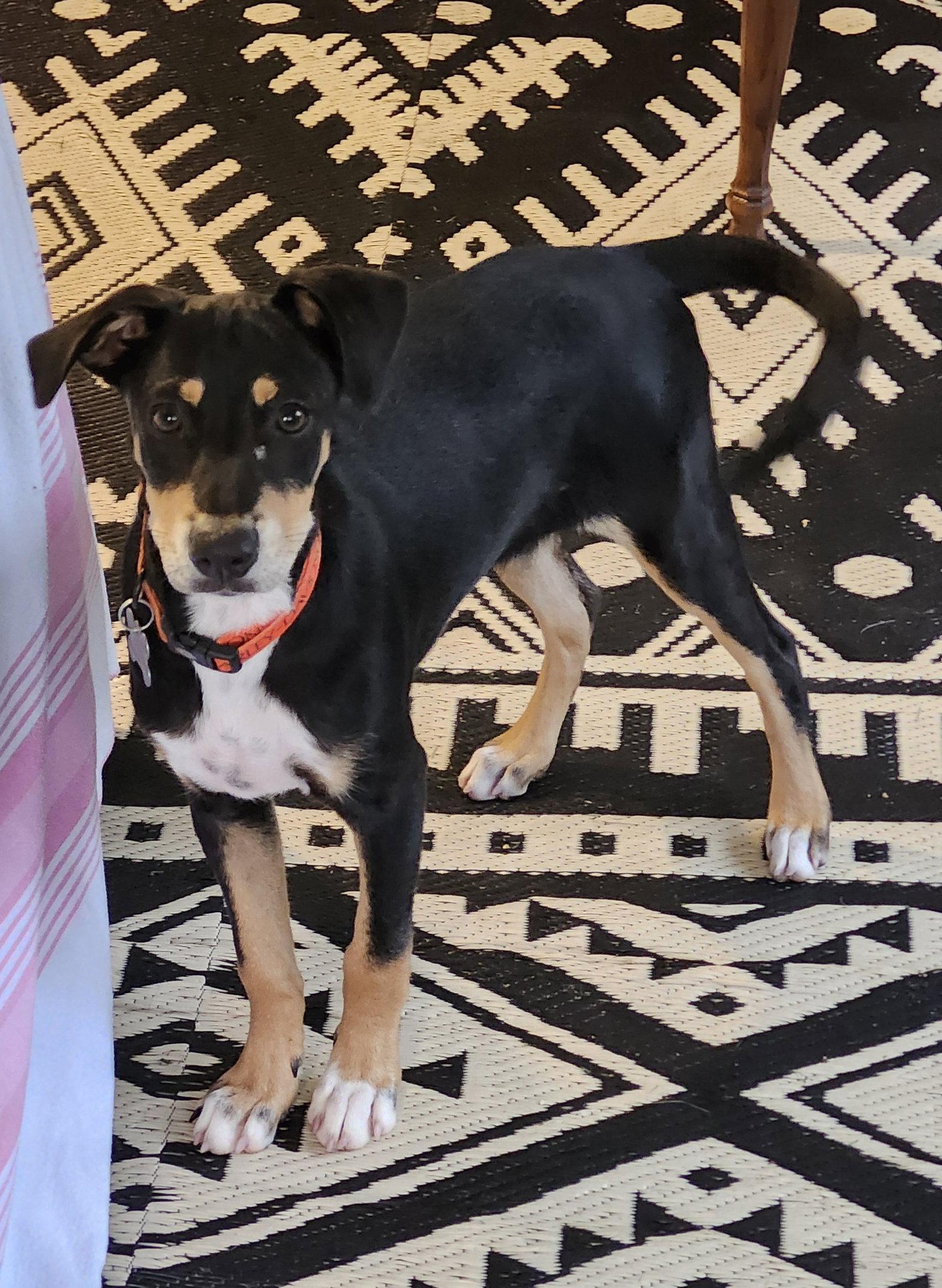 Otis 4883, Adoptable, Puppy Male Terrier & Labrador Retriever.