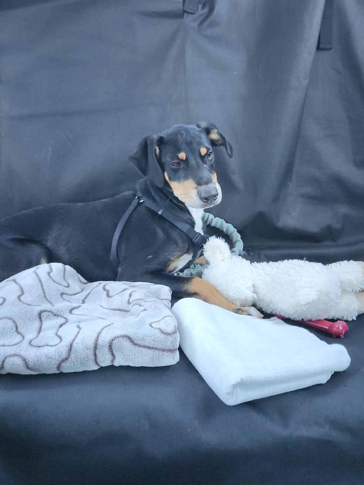 Enlarge Otis 4883, a Adoptable mixed breed in Pickering, ON image 2/3