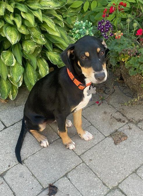 Enlarge Otis 4883, a Adoptable mixed breed in Pickering, ON image 3/3