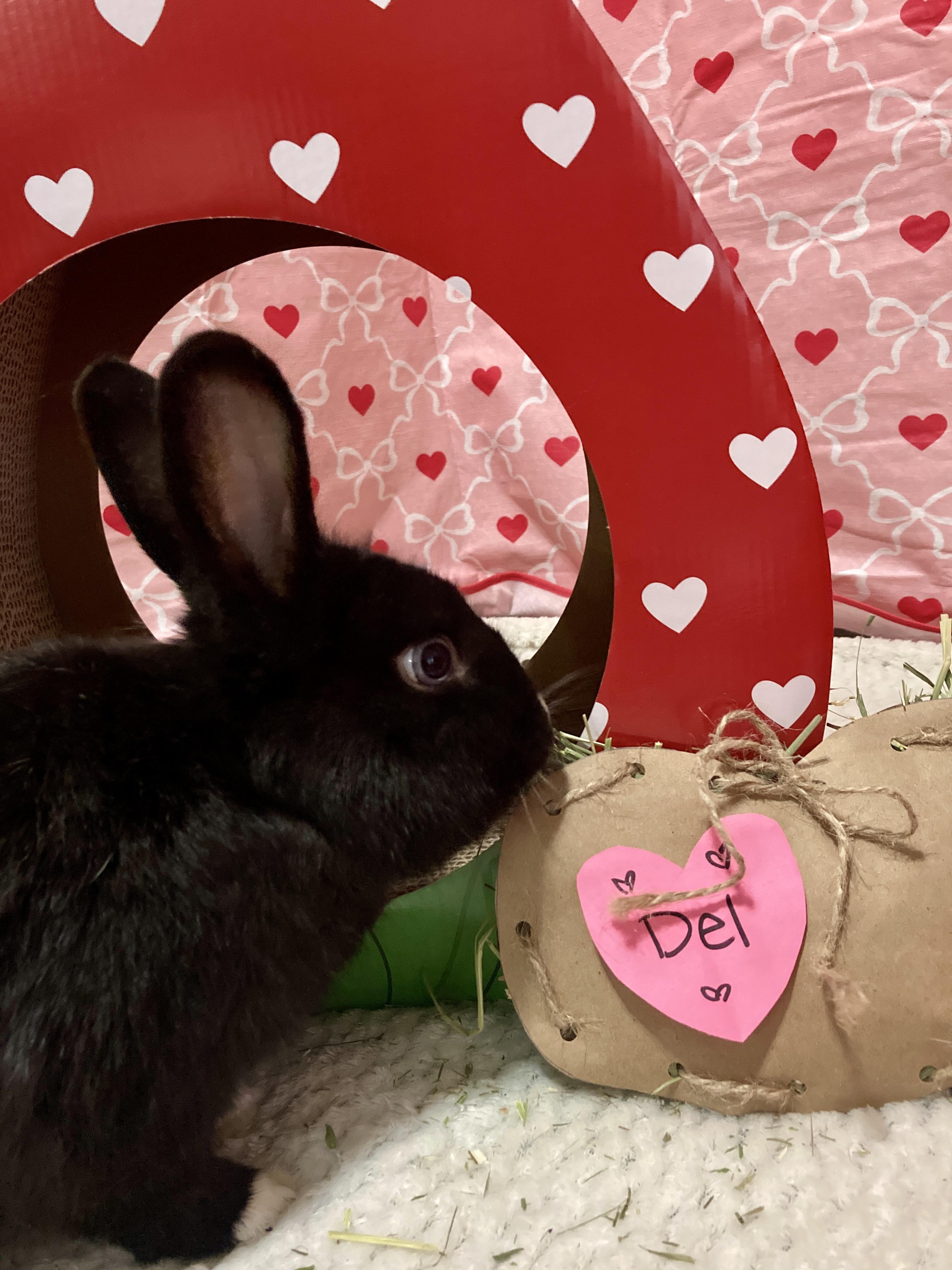 Enlarge Del, a ADOPTABLE mixed breed in Little Rock, AR image 3/6