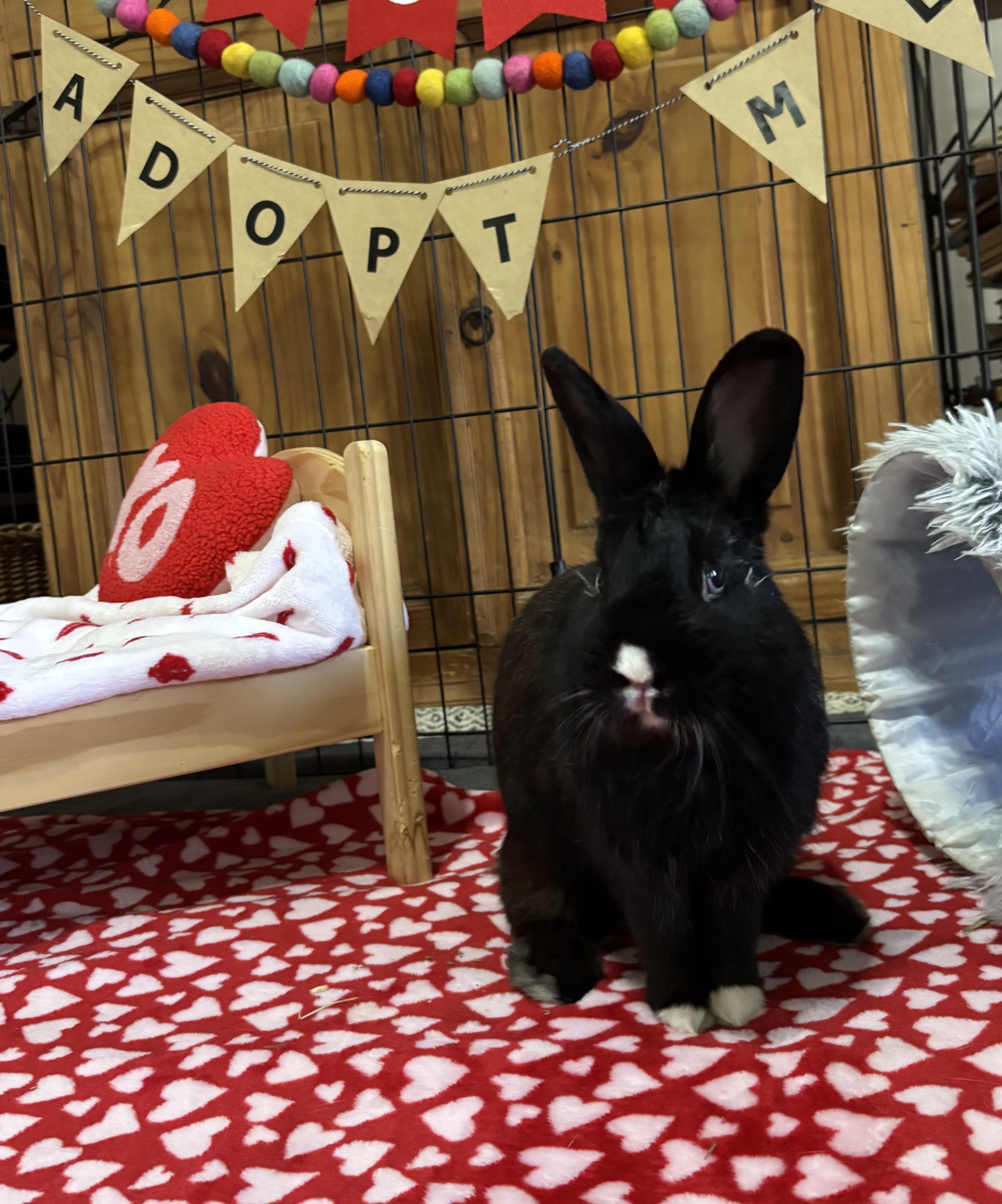 Enlarge Del, a ADOPTABLE mixed breed in Little Rock, AR image 1/7