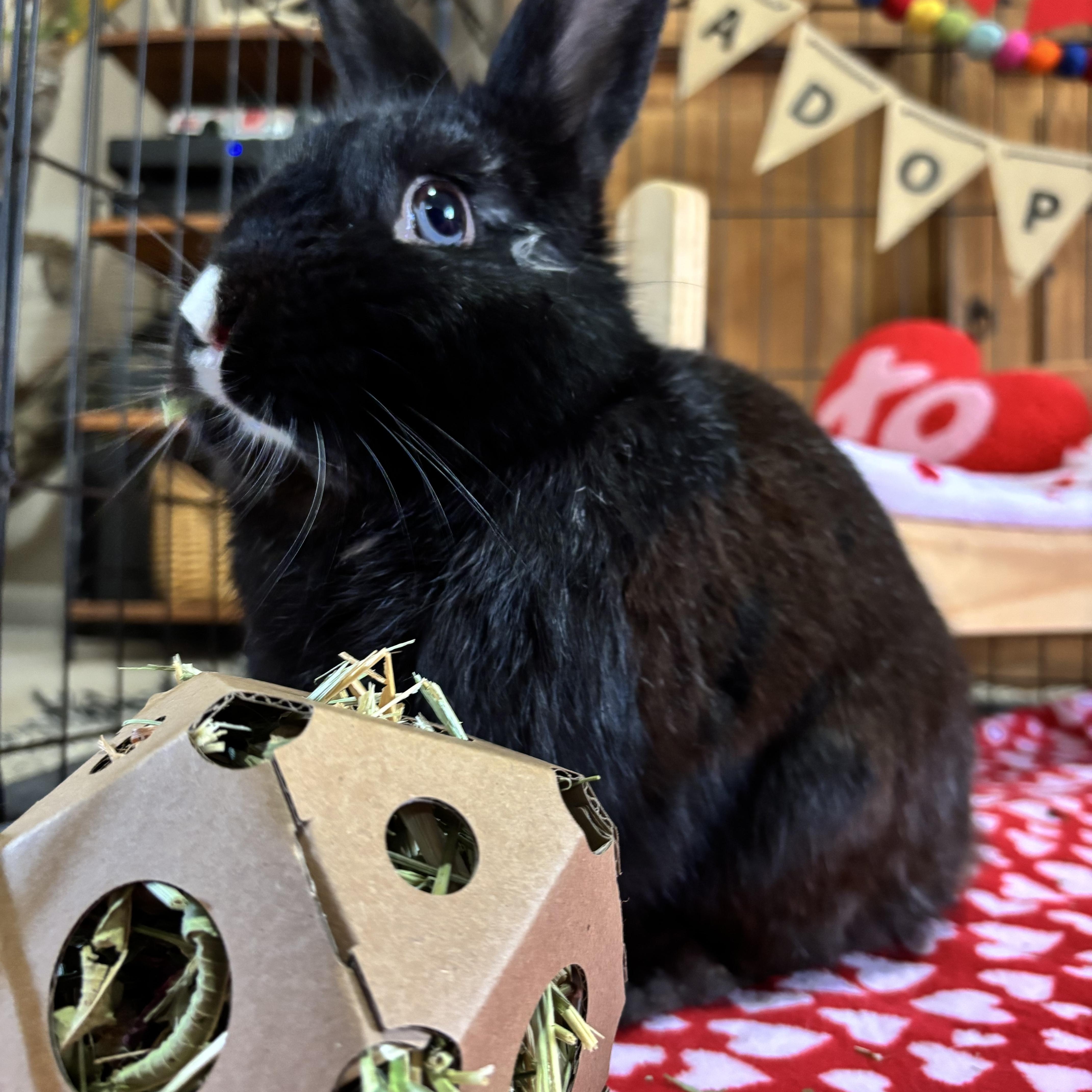 Enlarge Del, a ADOPTABLE mixed breed in Little Rock, AR image 2/7