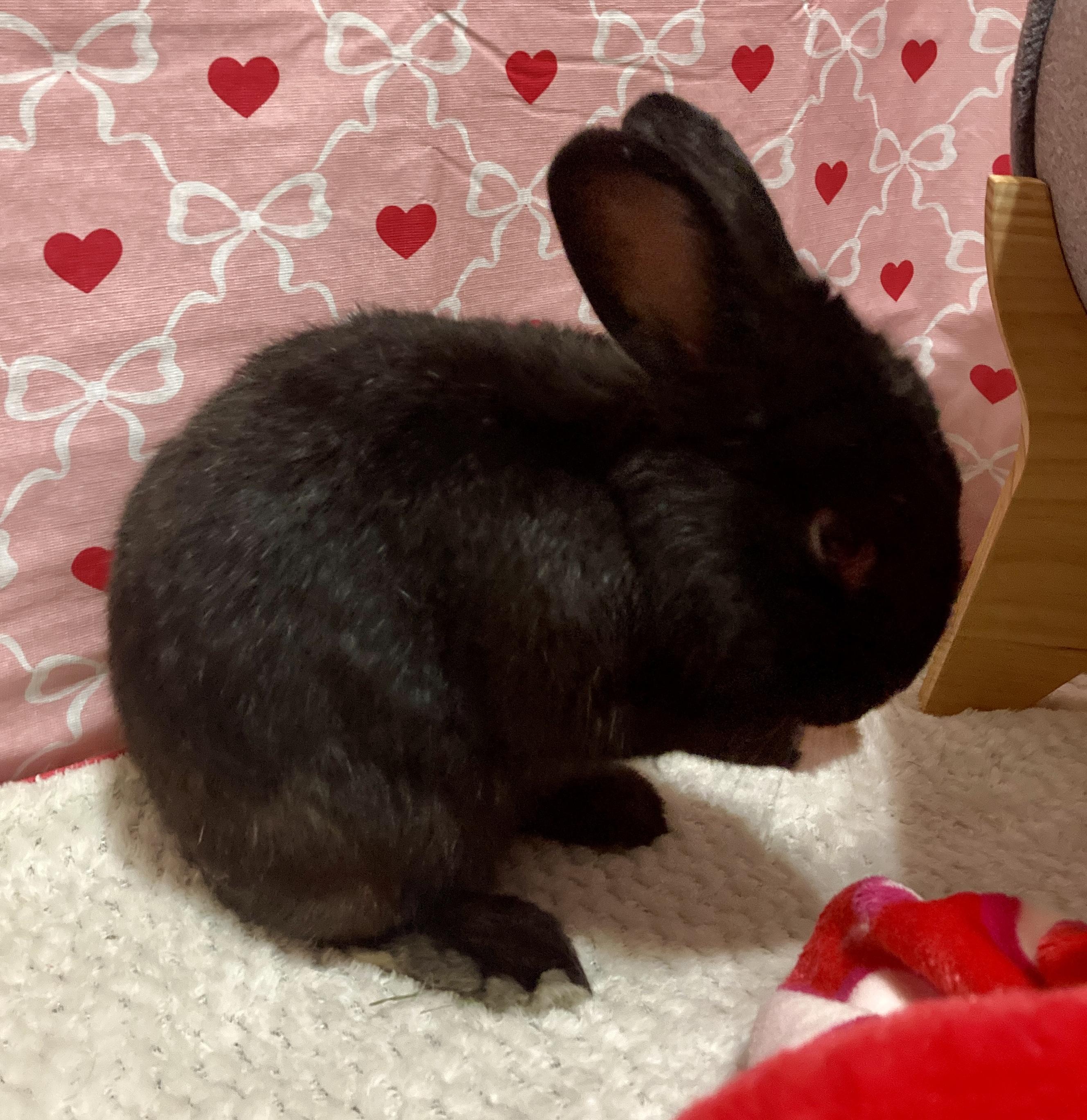 Del, ADOPTABLE, Adult Male Dwarf Eared & Rex.