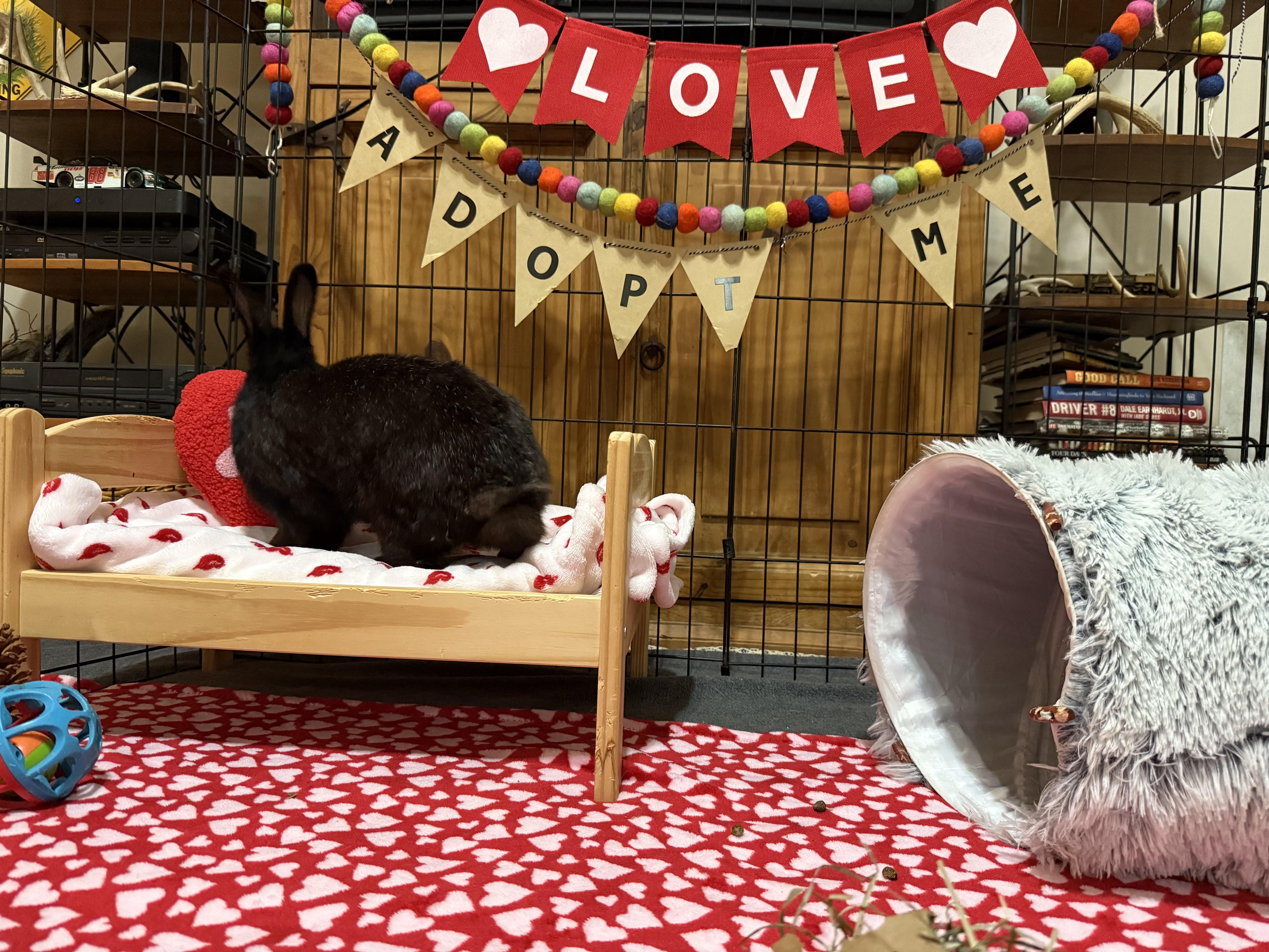 Enlarge Del, a ADOPTABLE mixed breed in Little Rock, AR image 3/7