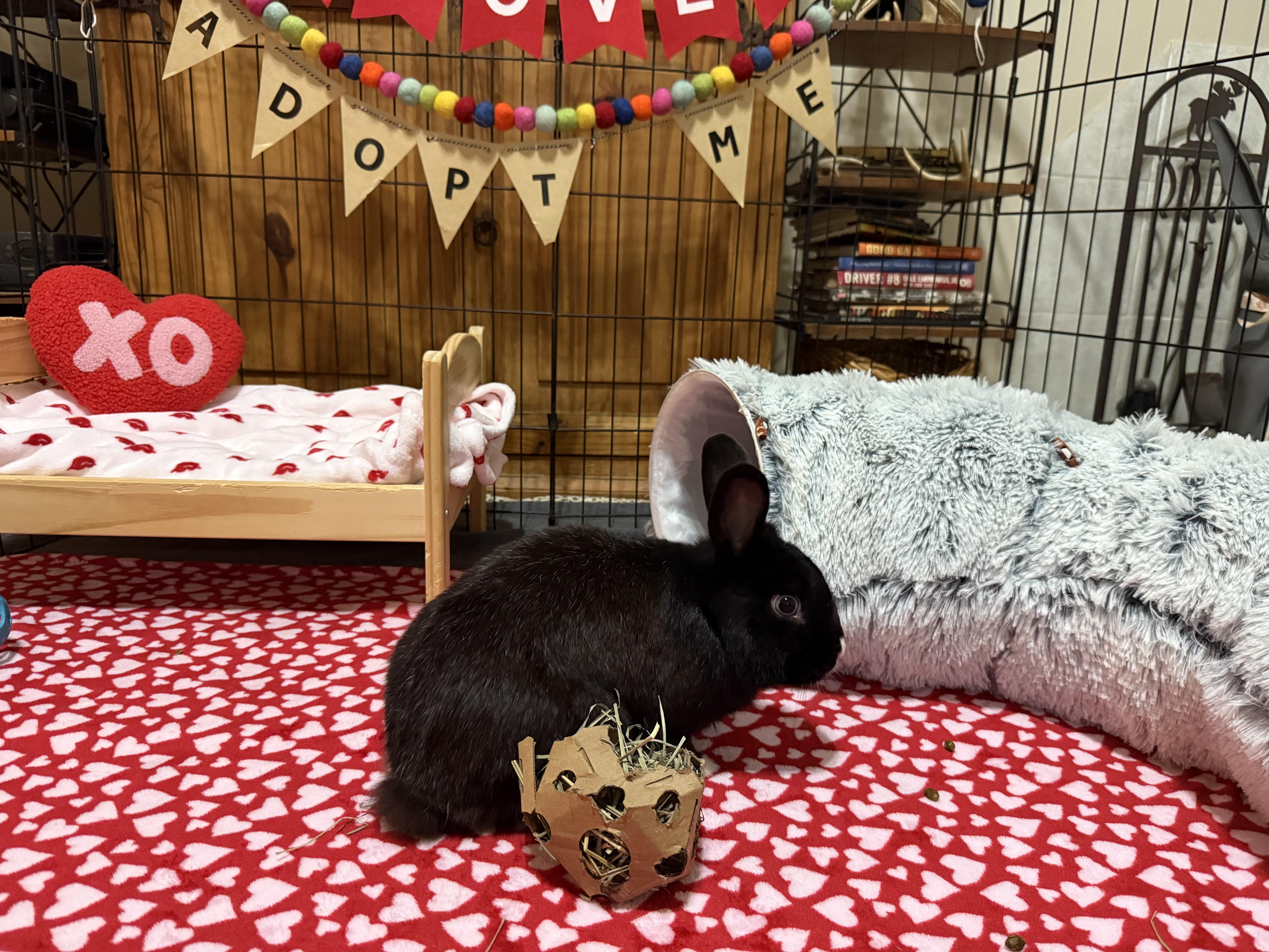 Enlarge Del, a ADOPTABLE mixed breed in Little Rock, AR image 4/7