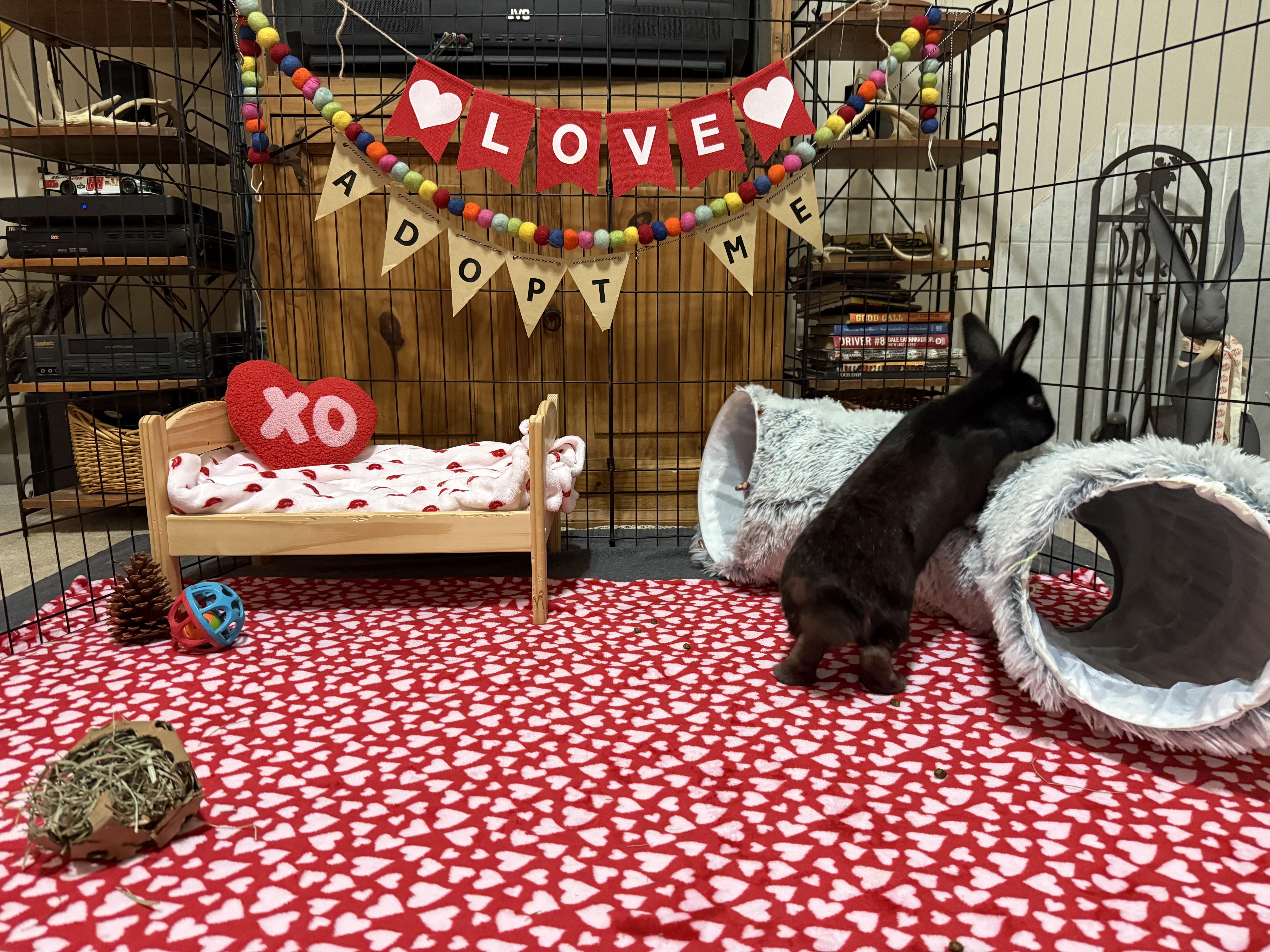 Enlarge Del, a ADOPTABLE mixed breed in Little Rock, AR image 5/7