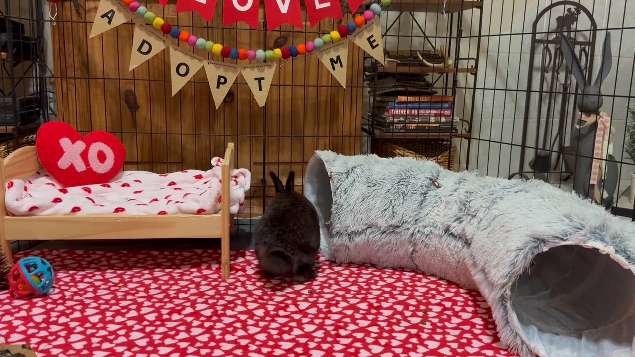 Enlarge Del, a ADOPTABLE mixed breed in Little Rock, AR video 6/7