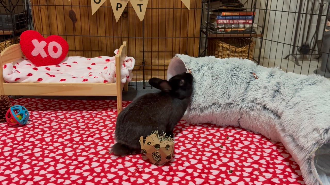 Enlarge Del, a ADOPTABLE mixed breed in Little Rock, AR video 7/7