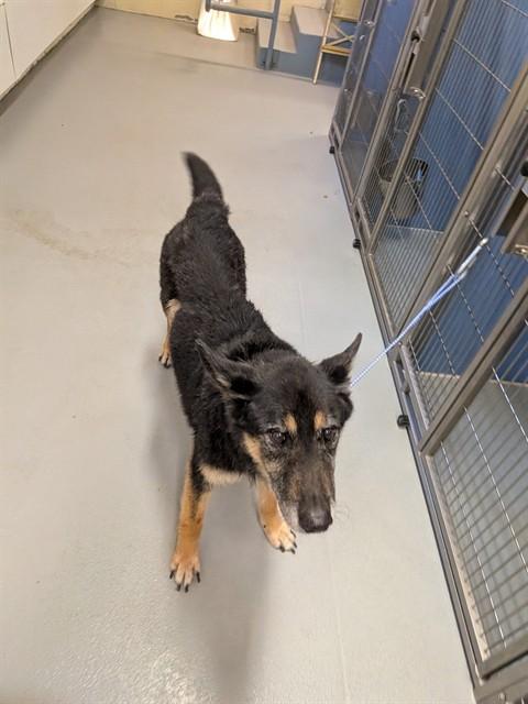 HUGO, Adoptable, Senior Male German Shepherd Dog.