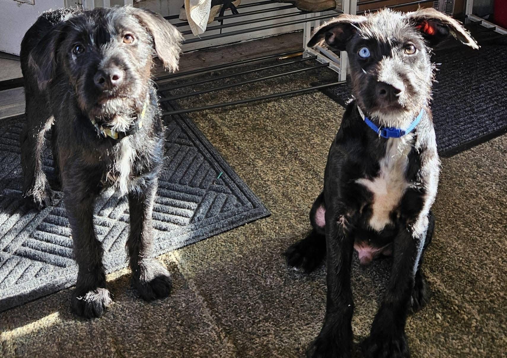 Blue, an adoptable Terrier, Labradoodle in Pittstown, NJ, 08867 | Photo Image 3