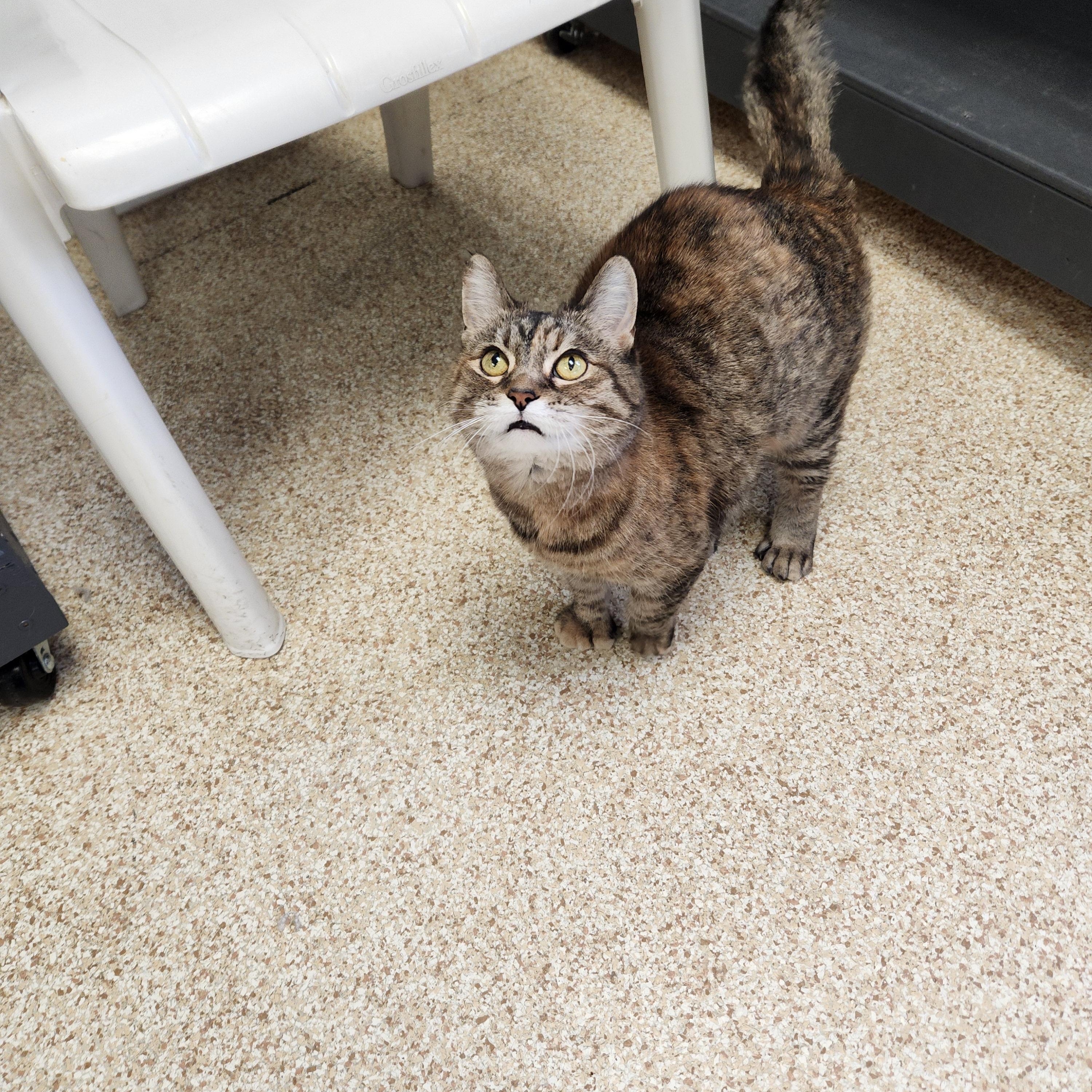 Godiva, an adopted mixed breed in Waupun, WI image 4/4