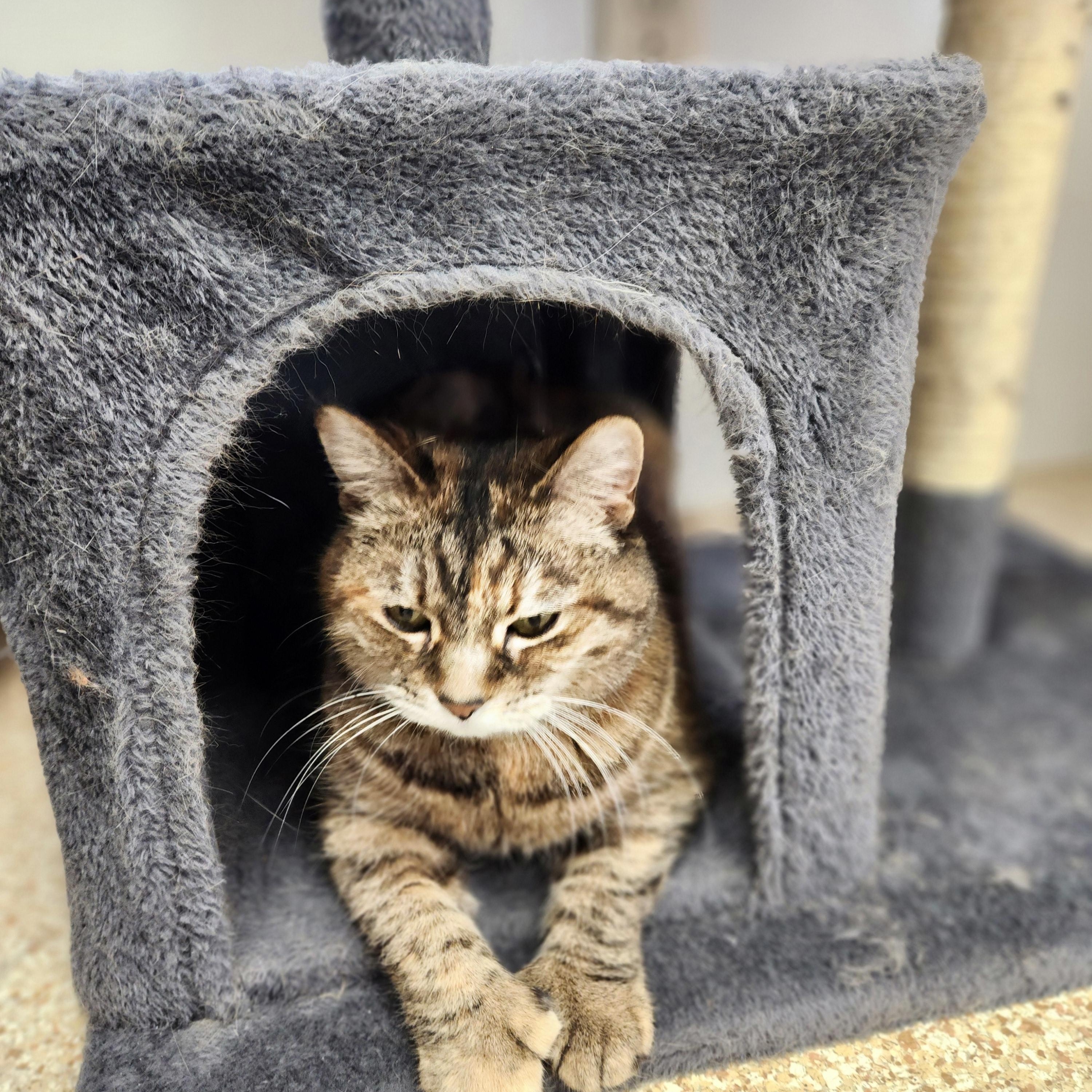 Godiva, adopted, Senior Female Domestic Short Hair.