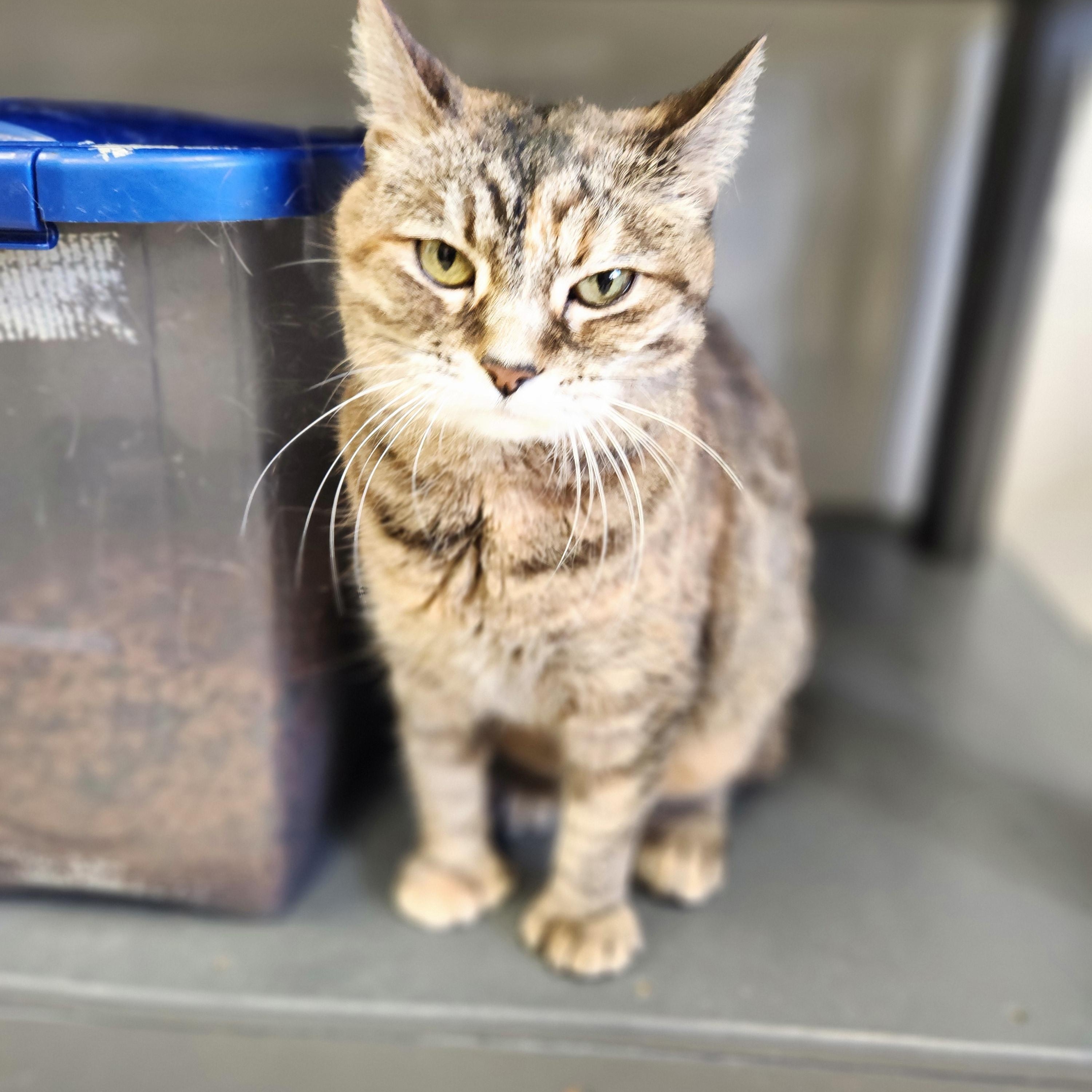 Godiva, an adopted mixed breed in Waupun, WI image 2/4