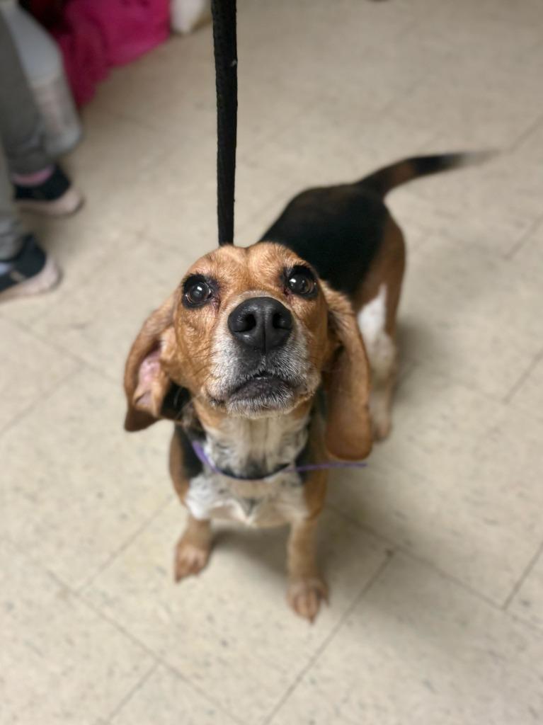Stephanie Abrams, Adoptable, Adult Female Beagle.