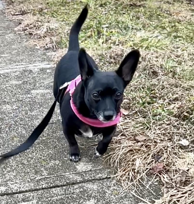 Enlarge Chanel, a ADOPTABLE mixed breed in Florence, KY image 2/3