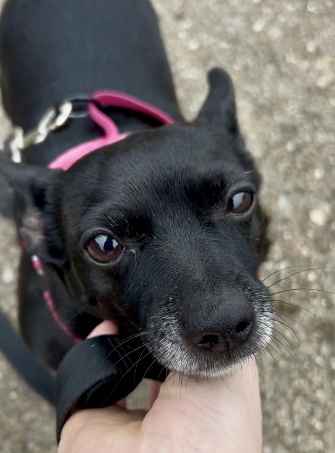 Chanel, ADOPTABLE, Adult Female Chihuahua & Rat Terrier.