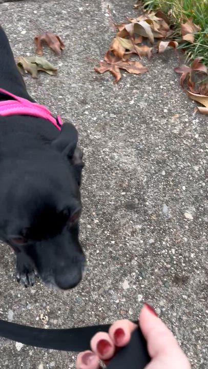 Enlarge Chanel, a ADOPTABLE mixed breed in Florence, KY video 3/3