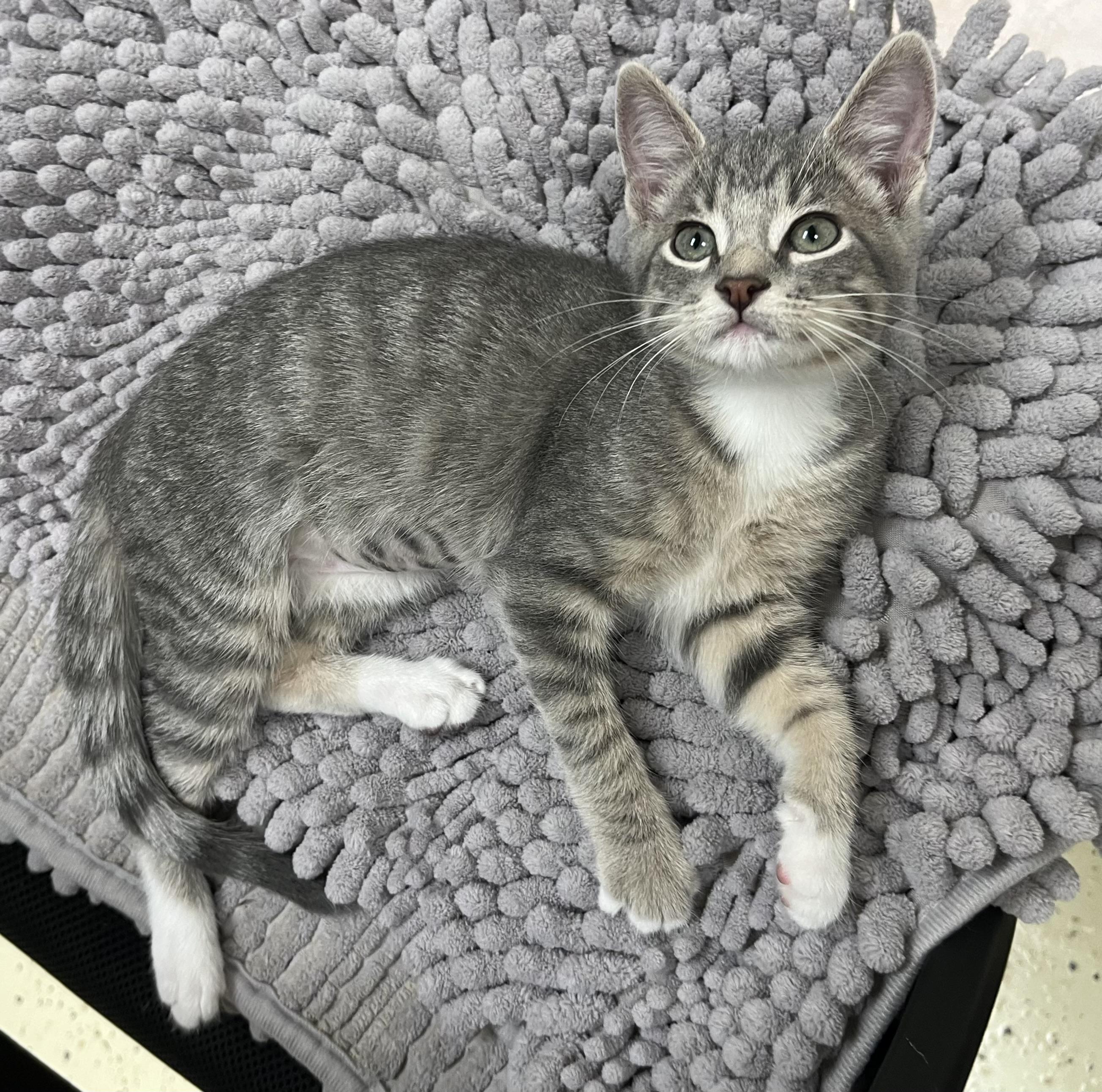 Enlarge Satin Slipper, a Adoptable mixed breed in Hillsboro, TX image 5/6