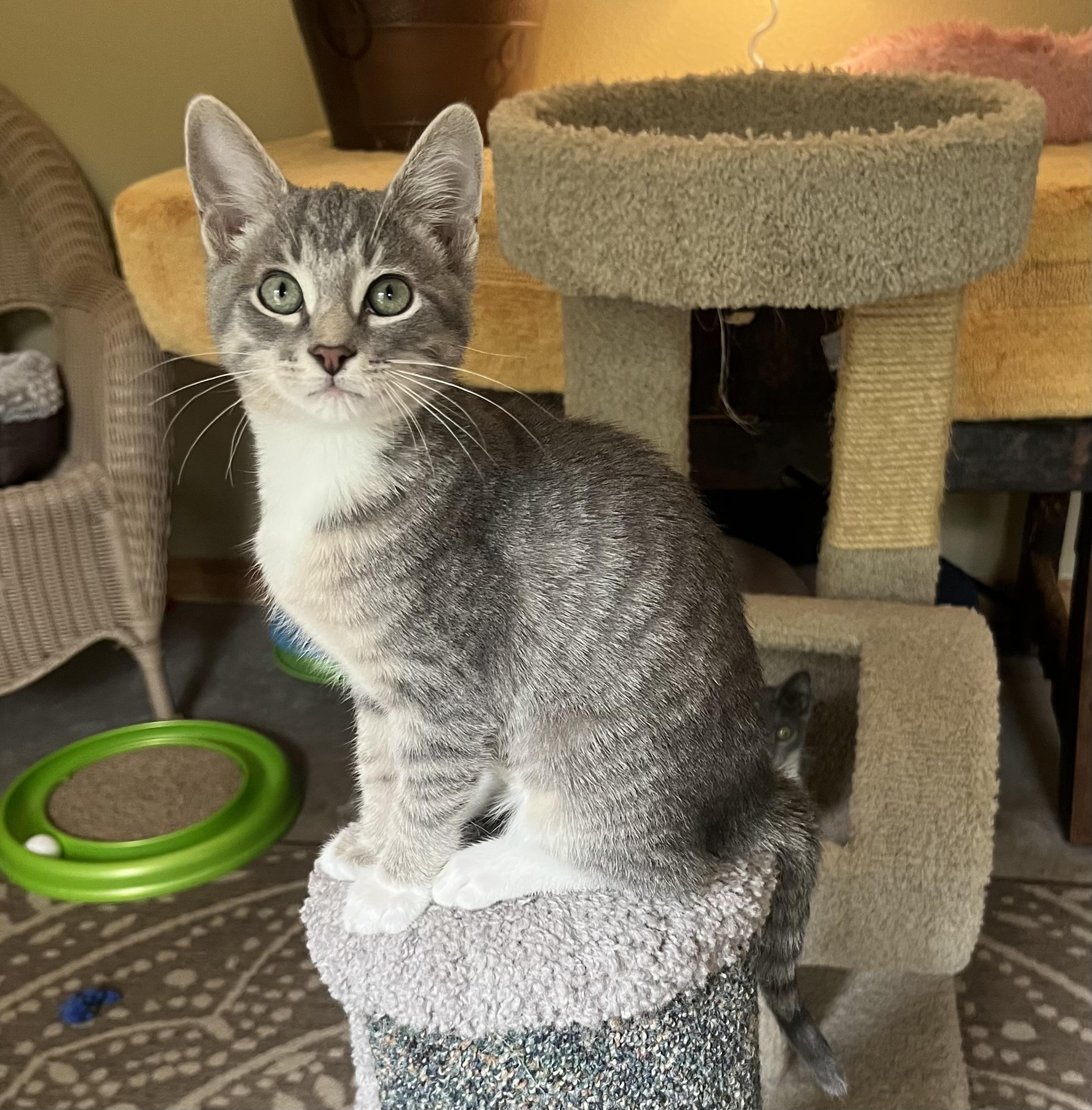 Satin Slipper, Adoptable, Kitten Female Tabby & Domestic Short Hair.