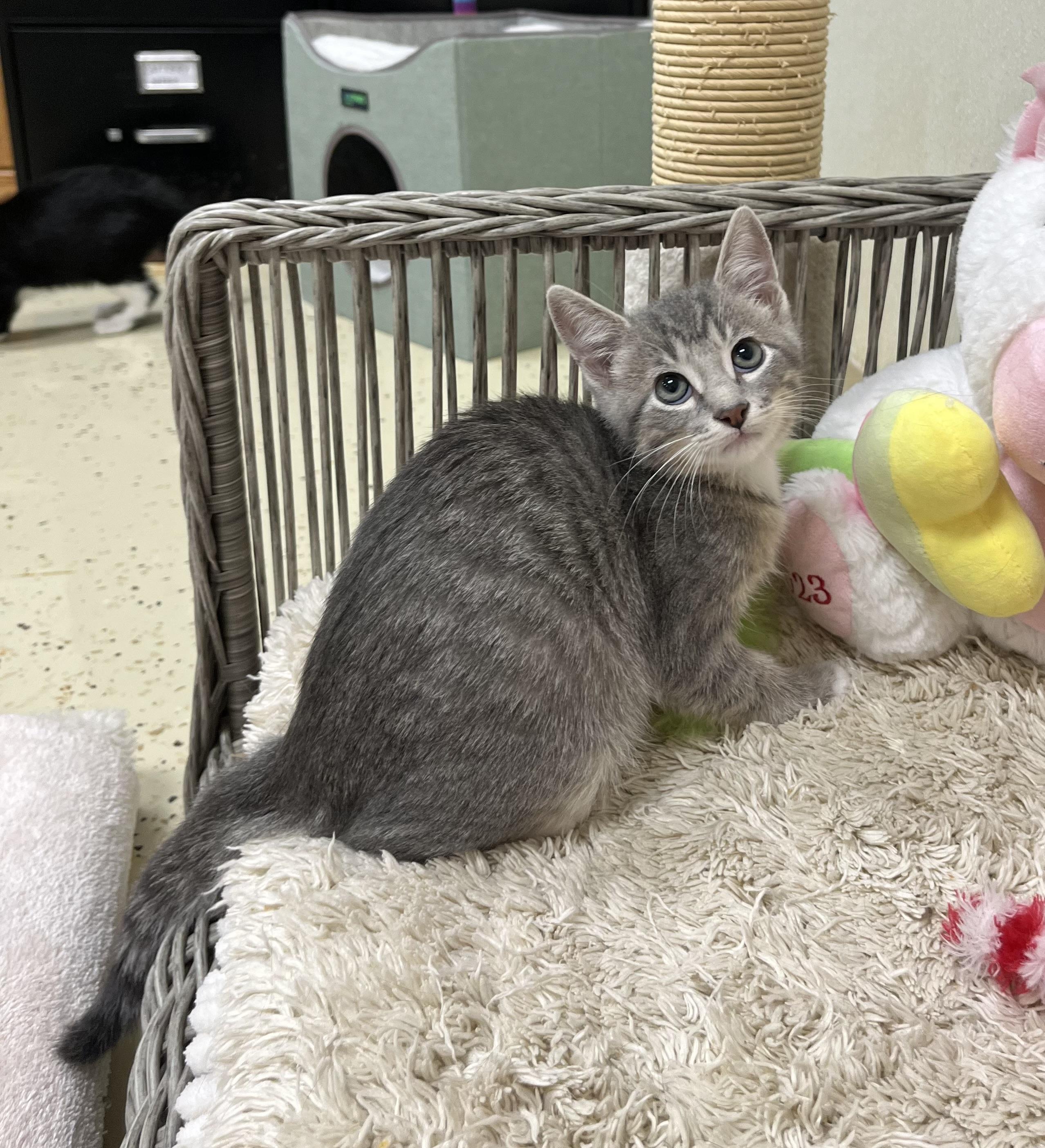 Enlarge Satin Slipper, a Adoptable mixed breed in Hillsboro, TX image 2/6