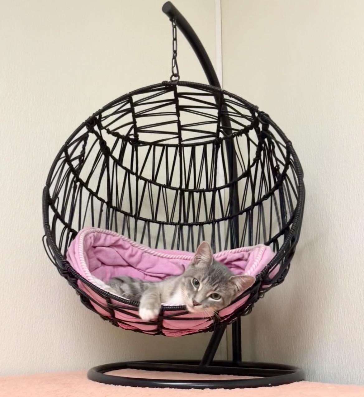 Enlarge Satin Slipper, a Adoptable mixed breed in Hillsboro, TX image 1/6