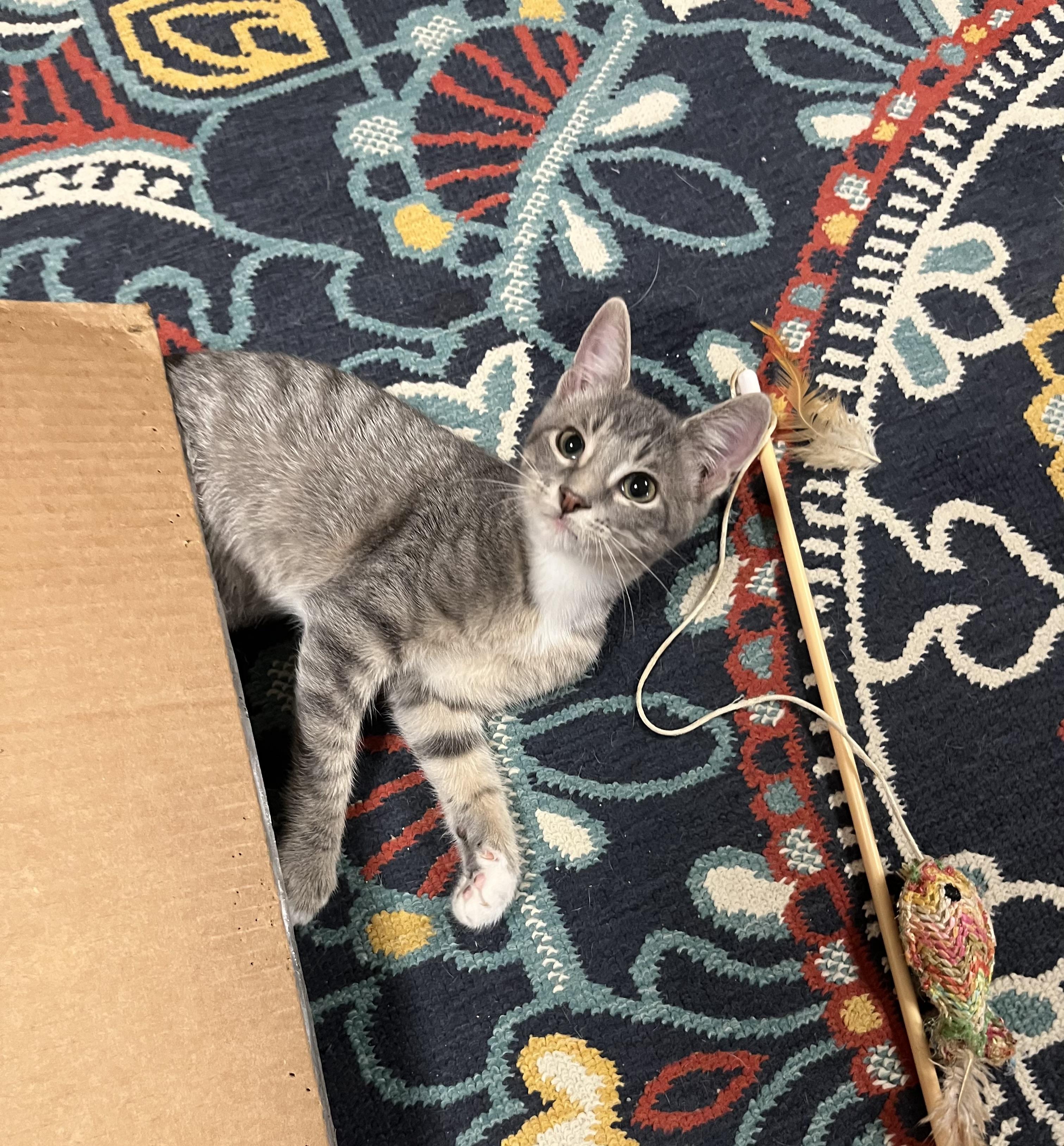 Enlarge Satin Slipper, a Adoptable mixed breed in Hillsboro, TX image 2/6