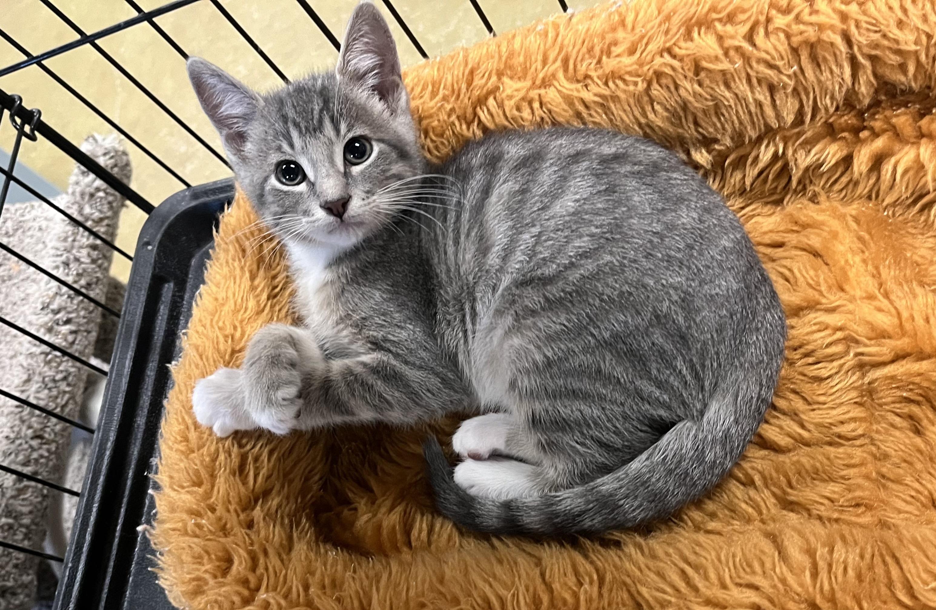 Enlarge Satin Slipper, a Adoptable mixed breed in Hillsboro, TX image 3/6