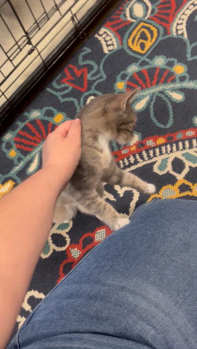Enlarge Satin Slipper, a Adoptable mixed breed in Hillsboro, TX video 2/6