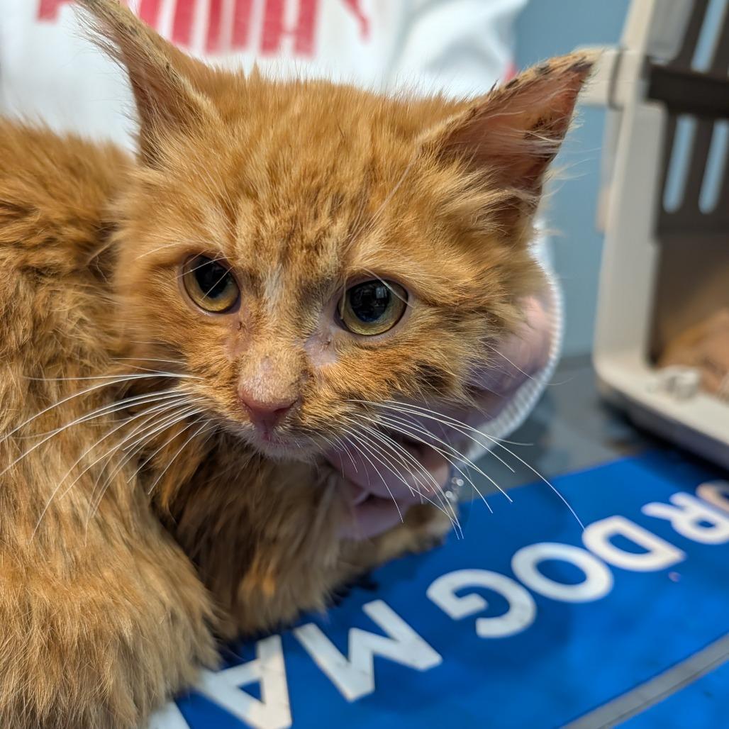 Enlarge SodaPop, a Adoptable Domestic Short Hair in Wind Gap, PA image 1/2