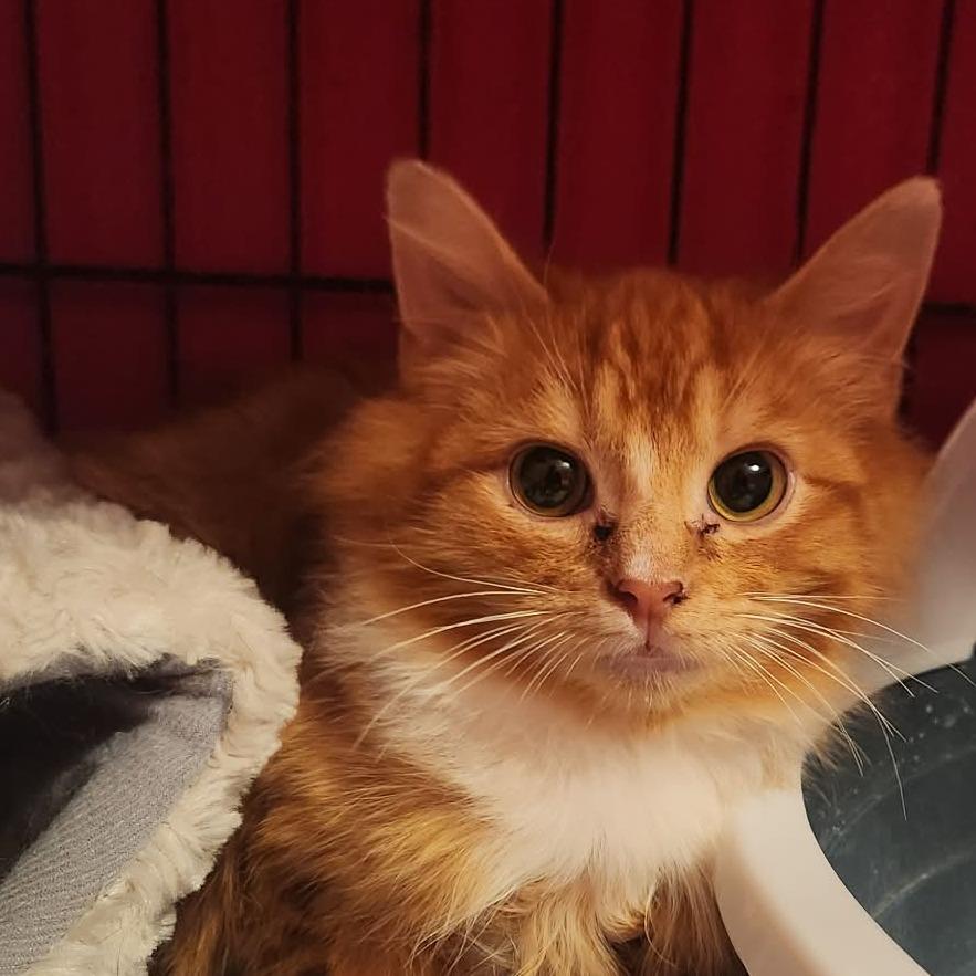 SodaPop, Adoptable, Young Male Domestic Short Hair.