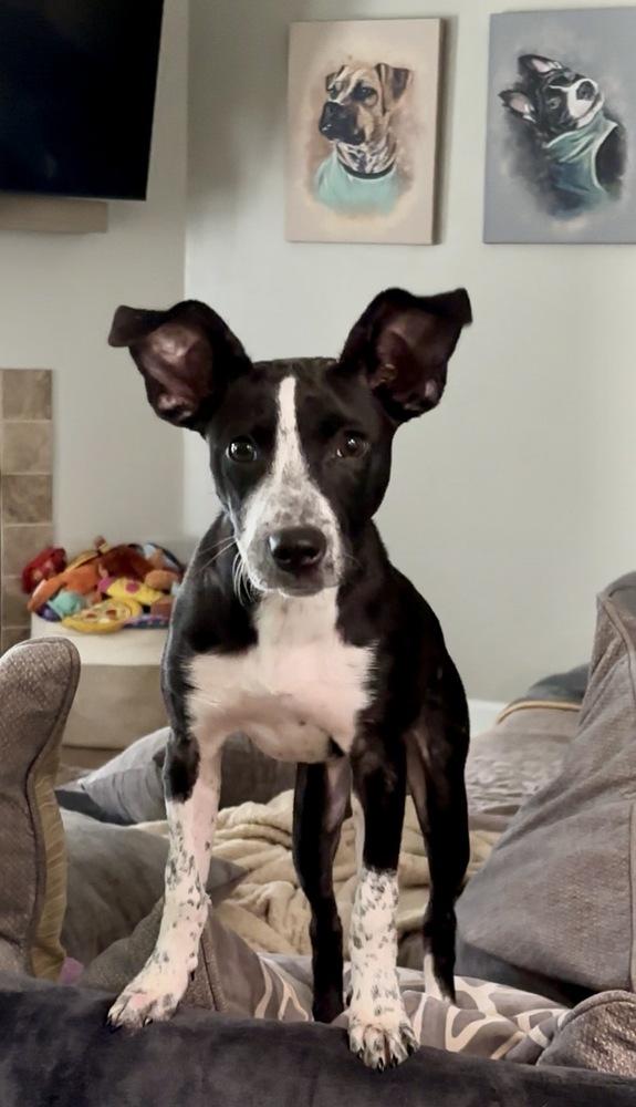 Enlarge Wren, a Adoptable mixed breed in Mooresville, NC image 1/4