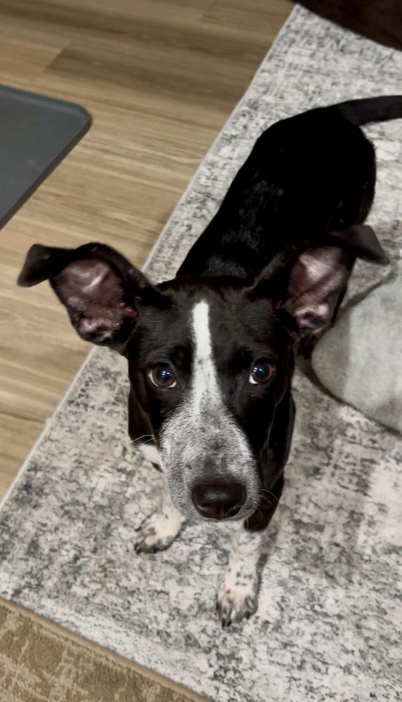 Enlarge Wren, a Adoptable mixed breed in Mooresville, NC image 2/4