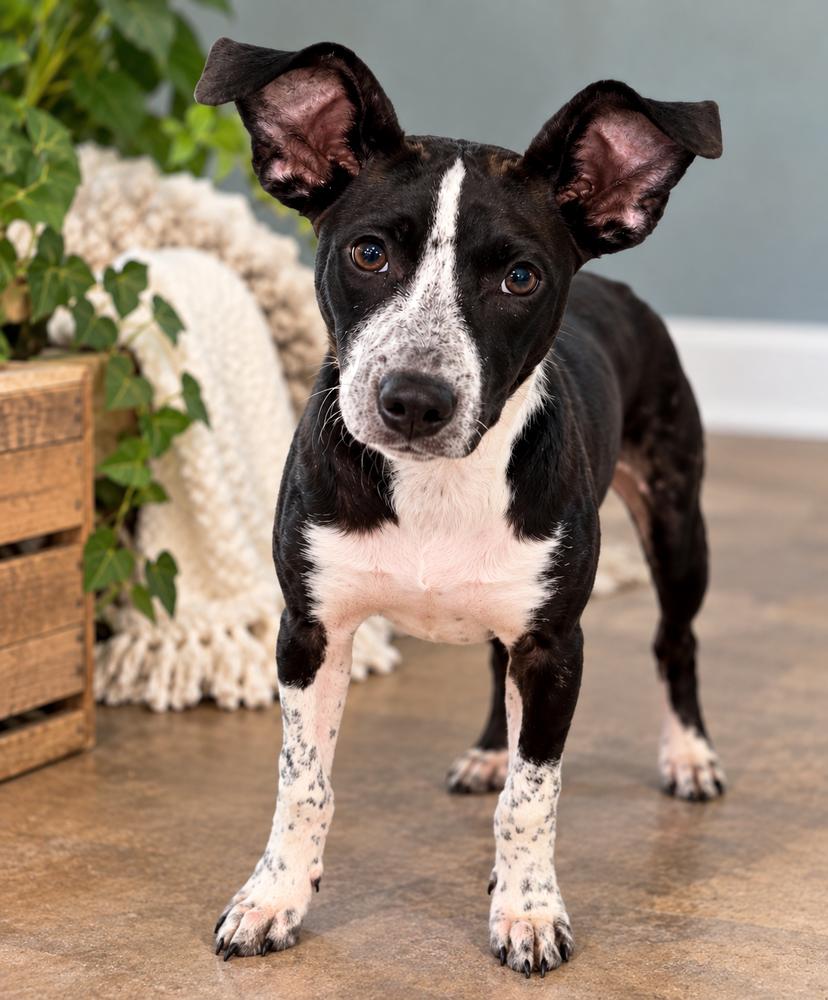 Enlarge Wren, a Adoptable mixed breed in Mooresville, NC image 3/4