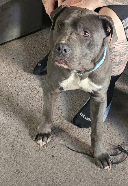 Blue, Adopted, Adult Male American Staffordshire Terrier.