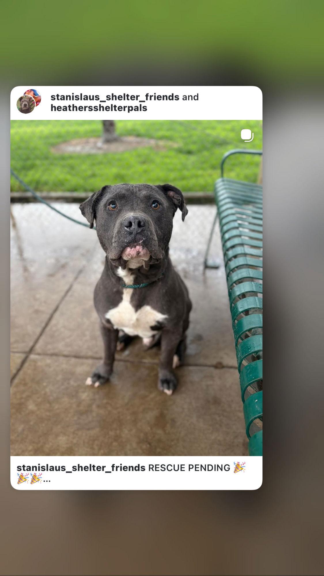 Enlarge Blue, a Adopted American Staffordshire Terrier in Sparks, NV image 2/2