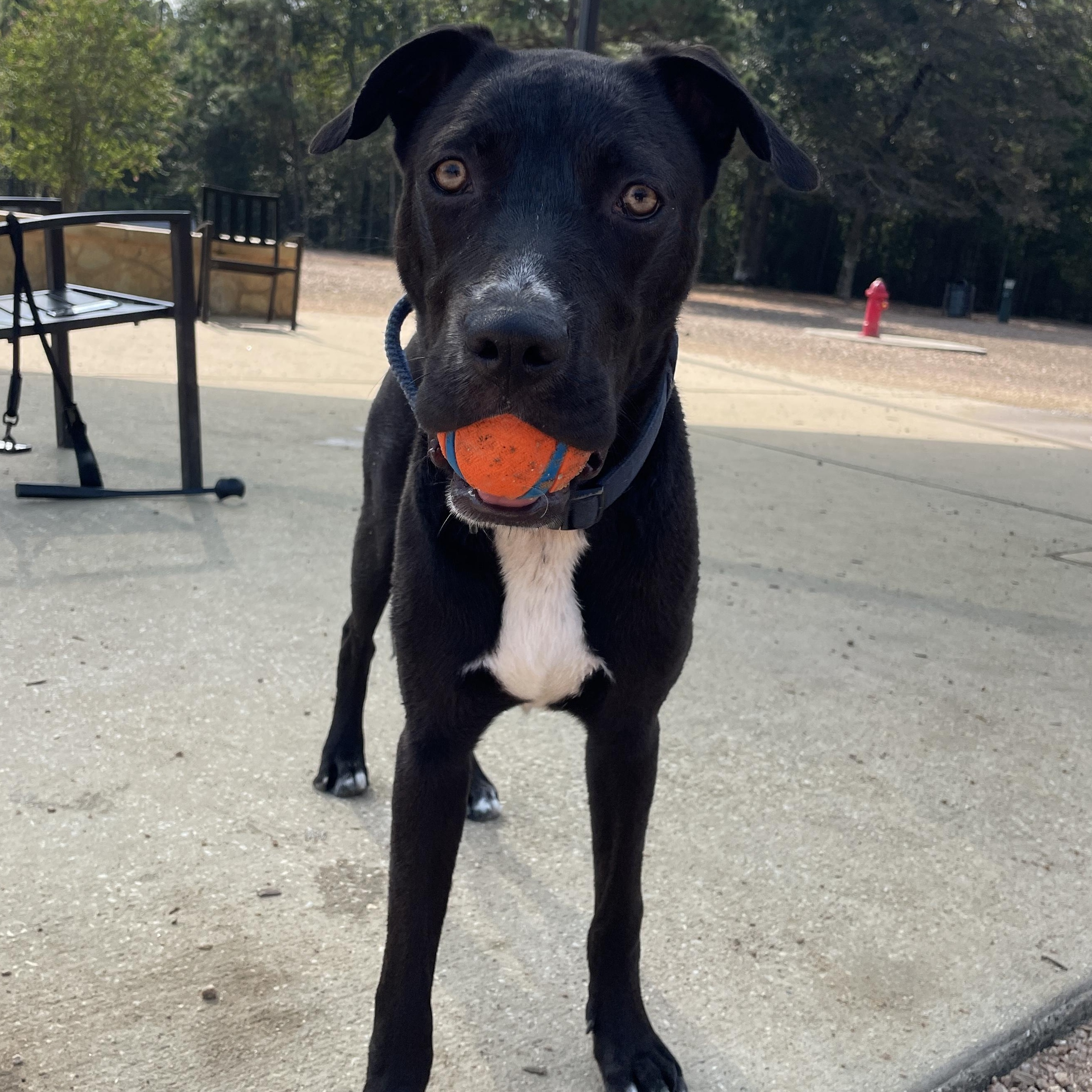 Taco, an adoptable Labrador Retriever, American Staffordshire Terrier in Calumet, MI, 49913 | Photo Image 1