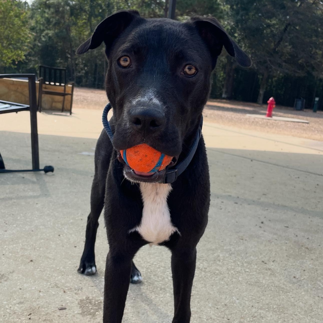 Taco, an adoptable Labrador Retriever, American Staffordshire Terrier in Calumet, MI, 49913 | Photo Image 2