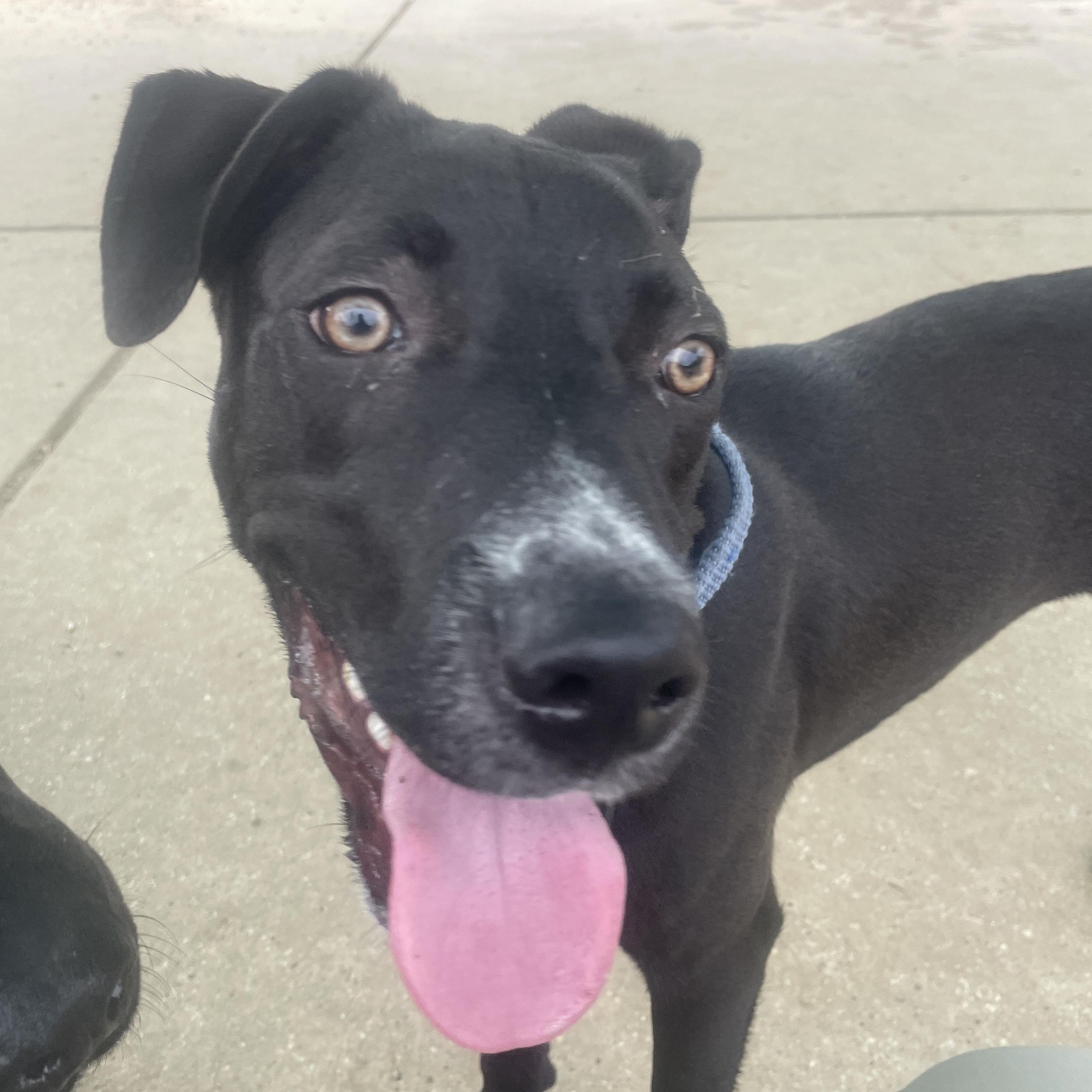 Taco, an adoptable Labrador Retriever, American Staffordshire Terrier in Calumet, MI, 49913 | Photo Image 5