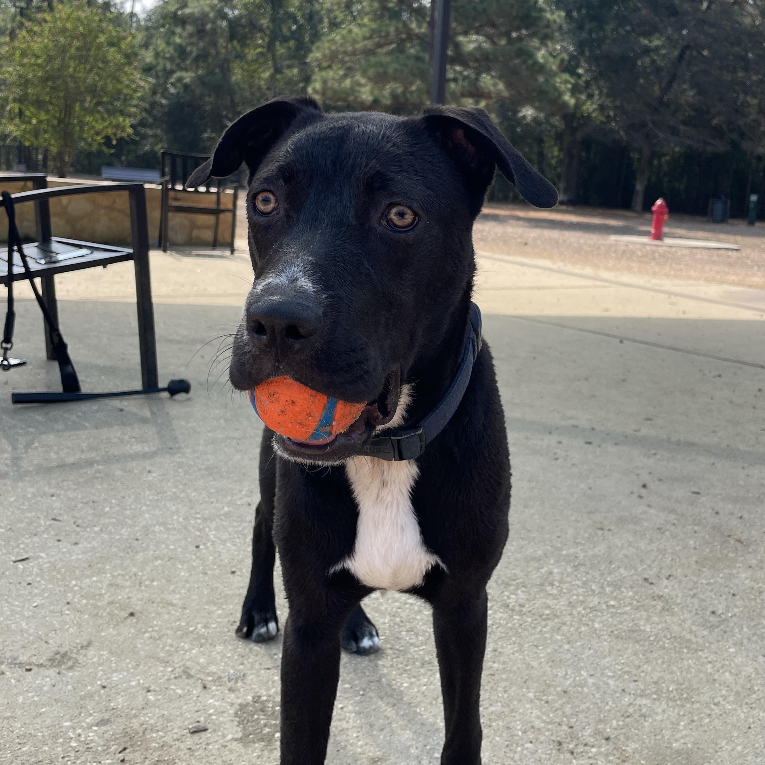 Taco, an adoptable Labrador Retriever, American Staffordshire Terrier in Calumet, MI, 49913 | Photo Image 6