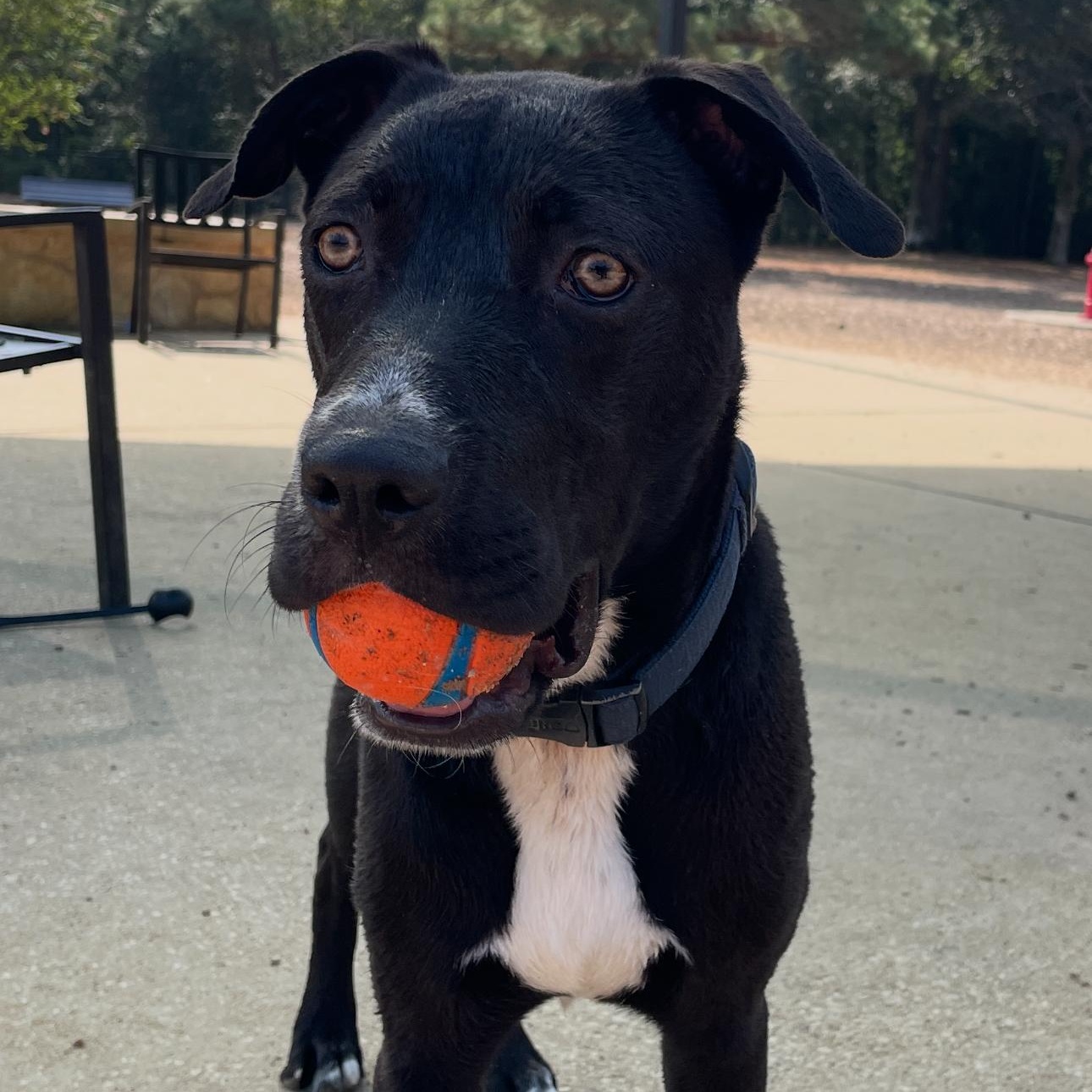 Taco, an adoptable Labrador Retriever, American Staffordshire Terrier in Calumet, MI, 49913 | Photo Image 3