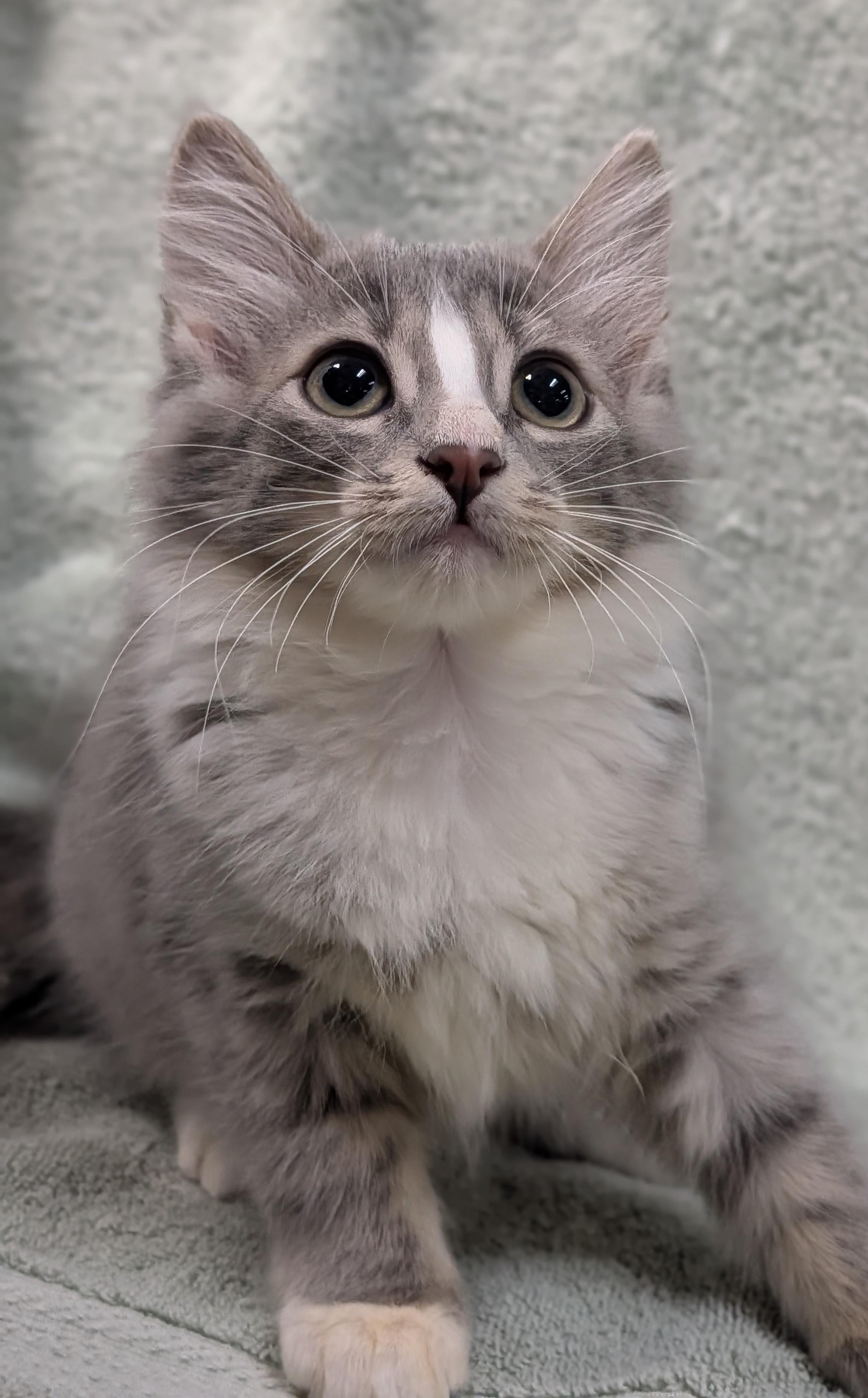 Enlarge Hudson, an adopted Domestic Medium Hair in Decatur, IL image 1/1