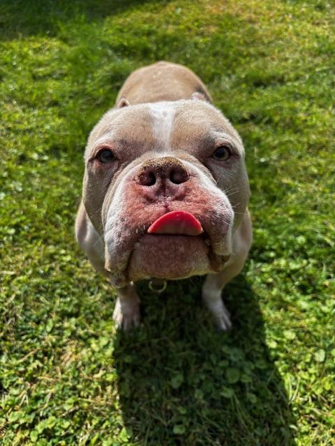 Smiling Sailor, Adoptable, Adult Female American Staffordshire Terrier.