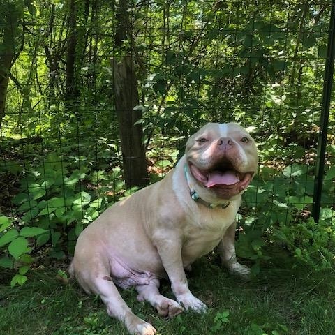 Smiling Sailor, Adoptable, Adult Female American Staffordshire Terrier.