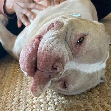Smiling Sailor, a Adoptable mixed breed in West Hurley, NY image 6/6