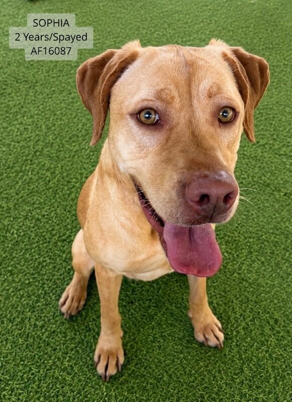 Enlarge Sophia, a Adoptable Labrador Retriever in Supply, NC image 1/1