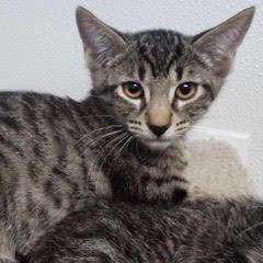 Corduroy, Baby Male Domestic Short Hair